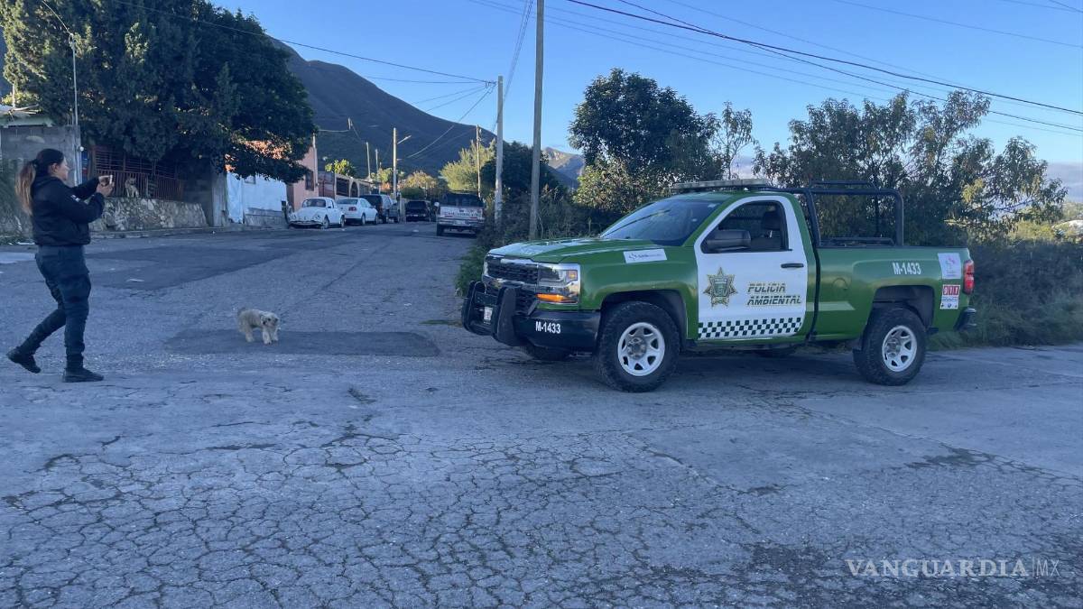 Reportan osezno en zona de Lomas de Lourdes