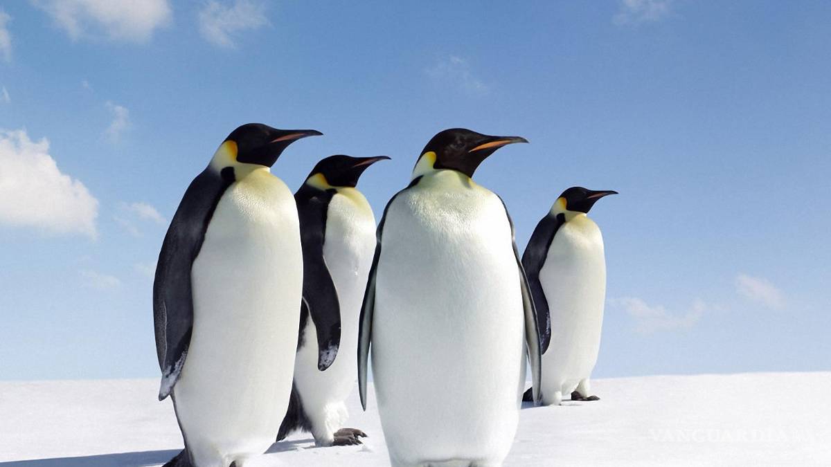 Te decimos el origen del Día de los Santos Inocentes; tenga cuidado de no ser una ‘blanca palomita’