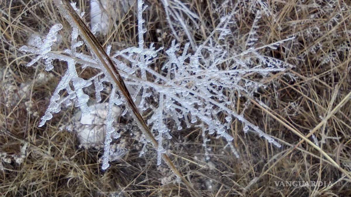 En Saltillo, aunque no nevó, el paisaje se pintó de blanco