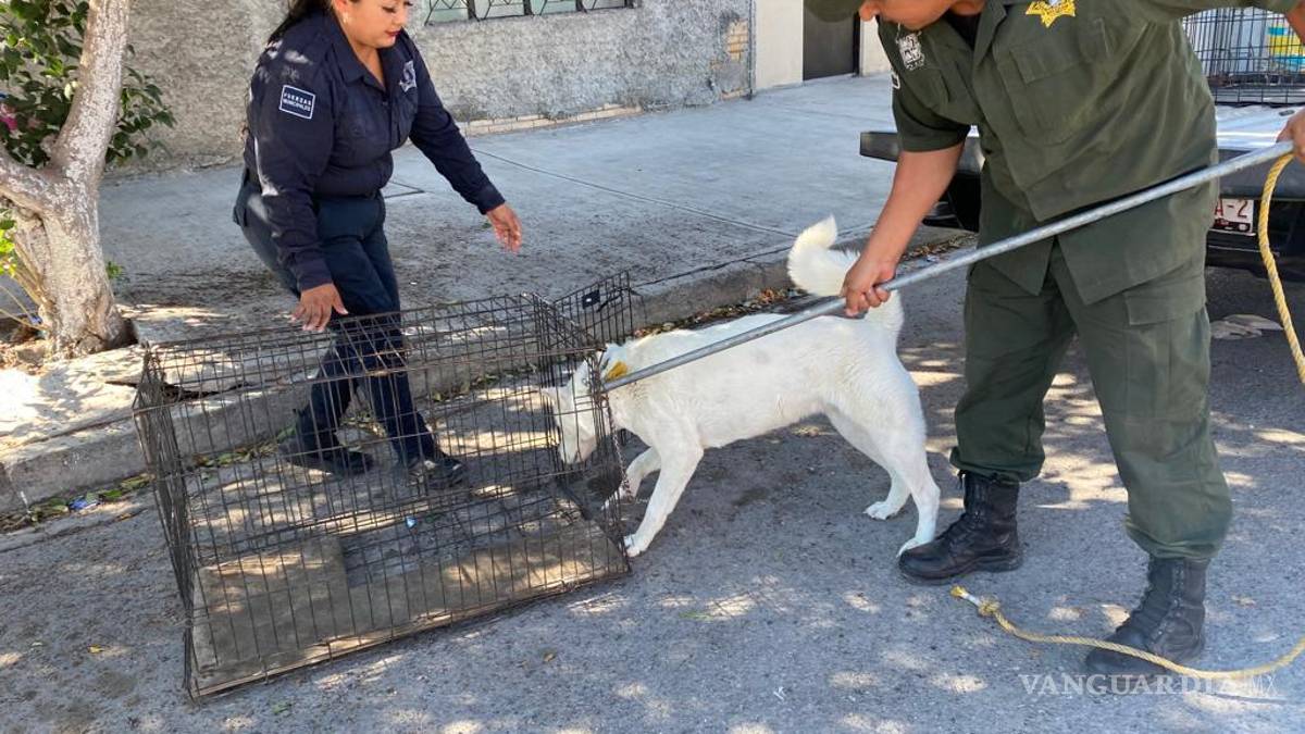 Rescatan a perrita de fallecer en negocio de Saltillo; intentó saltar del techo