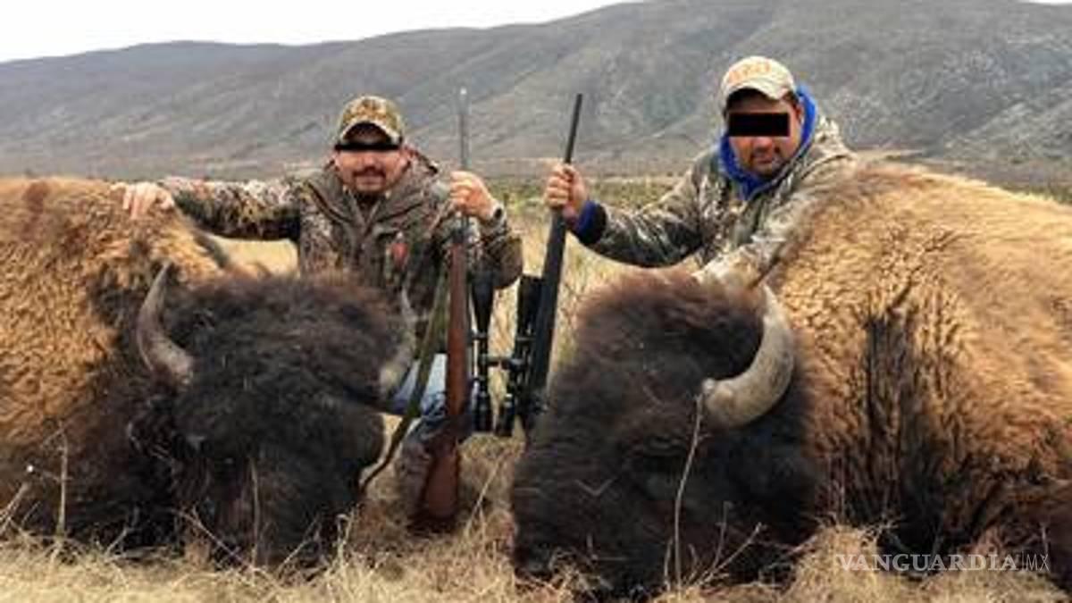 Caza de bisonte está permitida, según la Semarnat