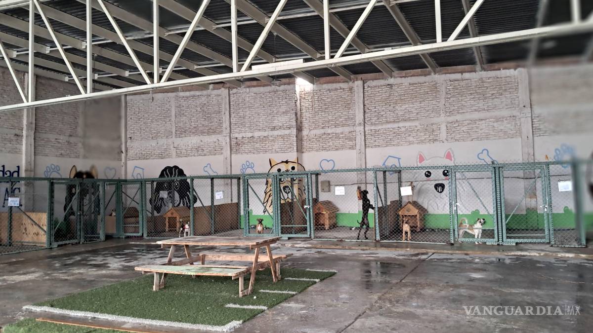 Tras el caso Rocky en Saltillo, Dignidad Animal llama a transformar la indignación en adopciones y fortalecer el bienestar animal