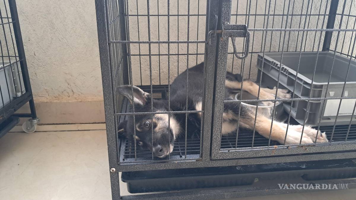 Tras el caso Rocky en Saltillo, Dignidad Animal llama a transformar la indignación en adopciones y fortalecer el bienestar animal