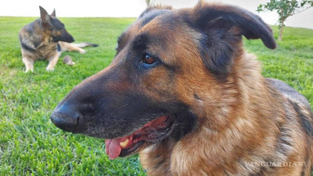 Hasta pronto Rabito de mi corazón