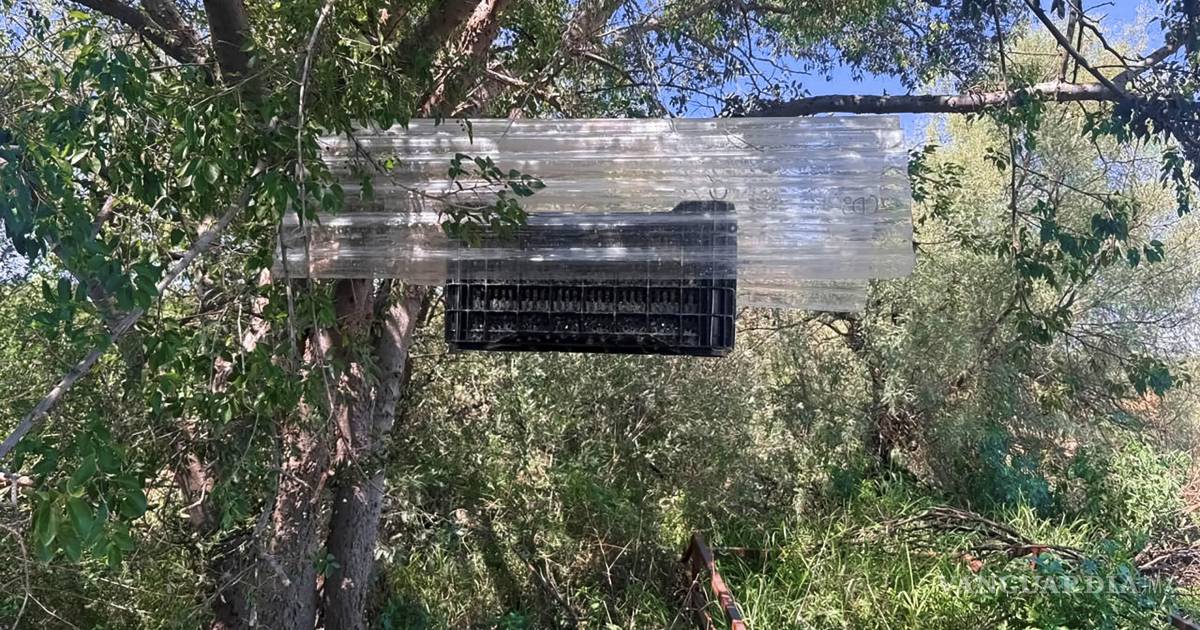 Liberan primer lote de moscas estériles contra gusano barrenador en Chihuahua