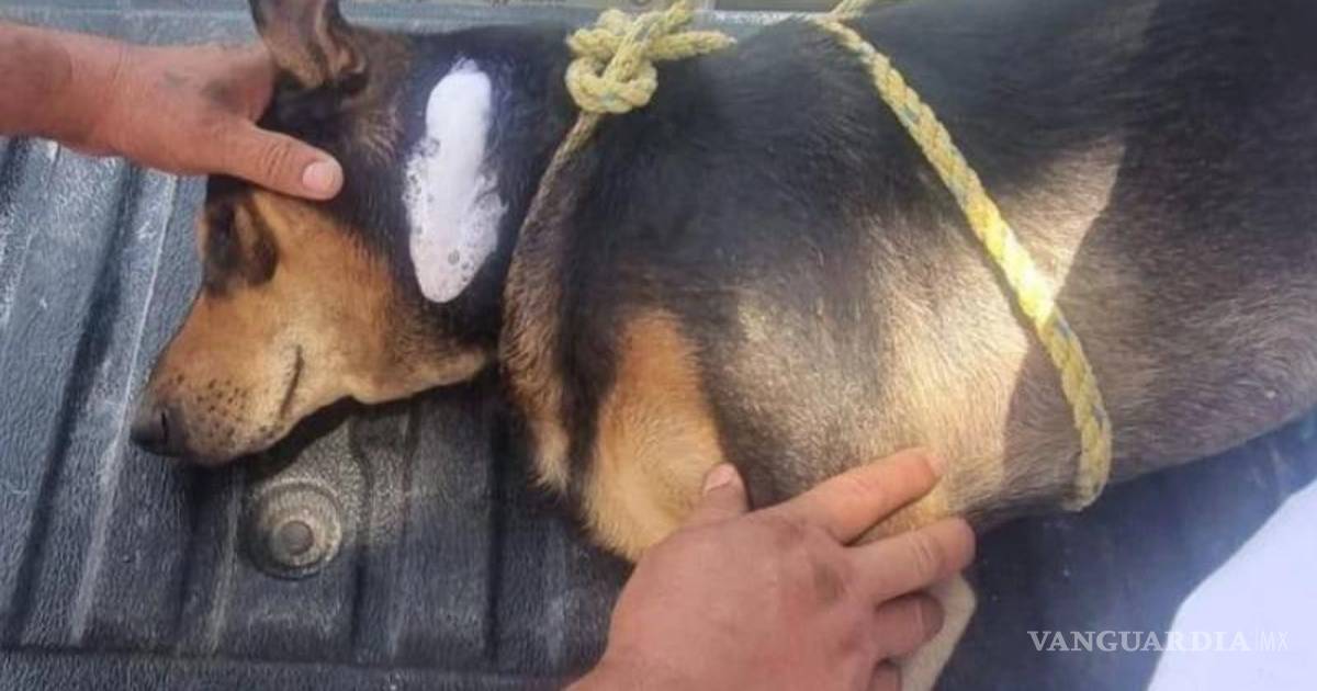 Alarma en Durango por avance de gusano barrenador; dos casos son en perros de Gómez Palacio