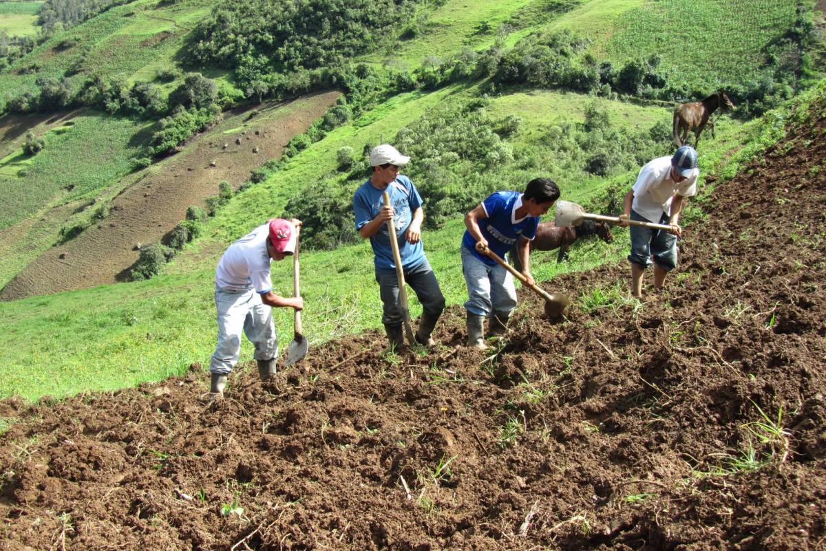 Aprueban que jóvenes mayores de 16 años puedan trabajar en el campo