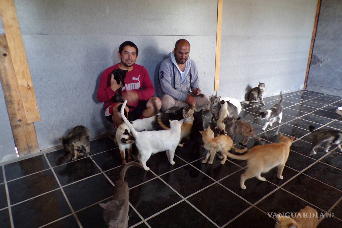 Saturado y sin recursos Santuario Paraíso Gatuno