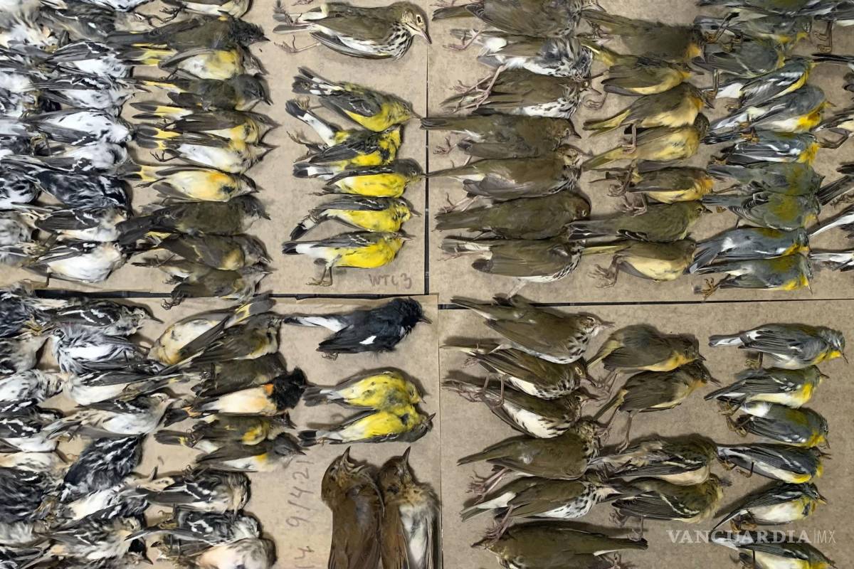 Cientos de aves se estrellan contra los rascacielos en Nueva York