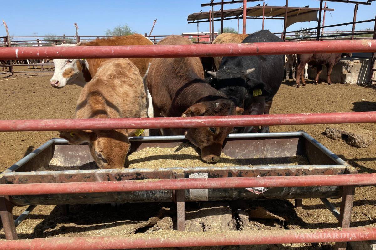 Reparten suplemento subsidiado a ganaderos en Ciudad Acuña