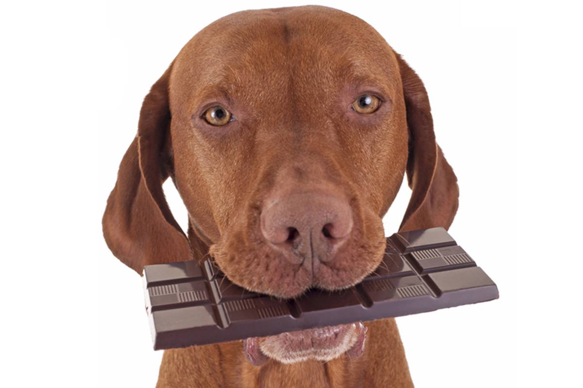 Esta es la razón por la que el chocolate es mortal para tu perro