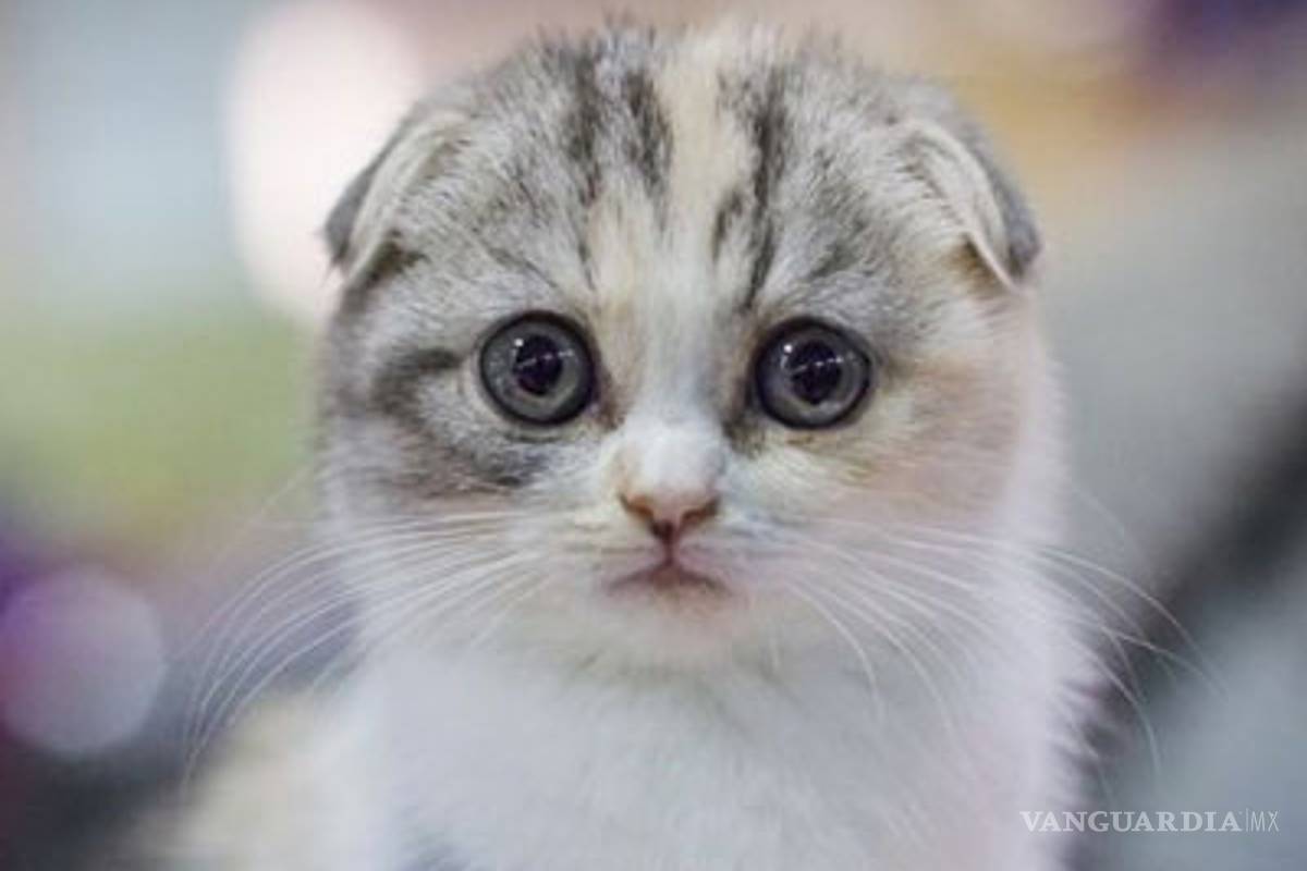 Scottish Fold, la raza de gatos que buscan prohibir, ¿por qué?
