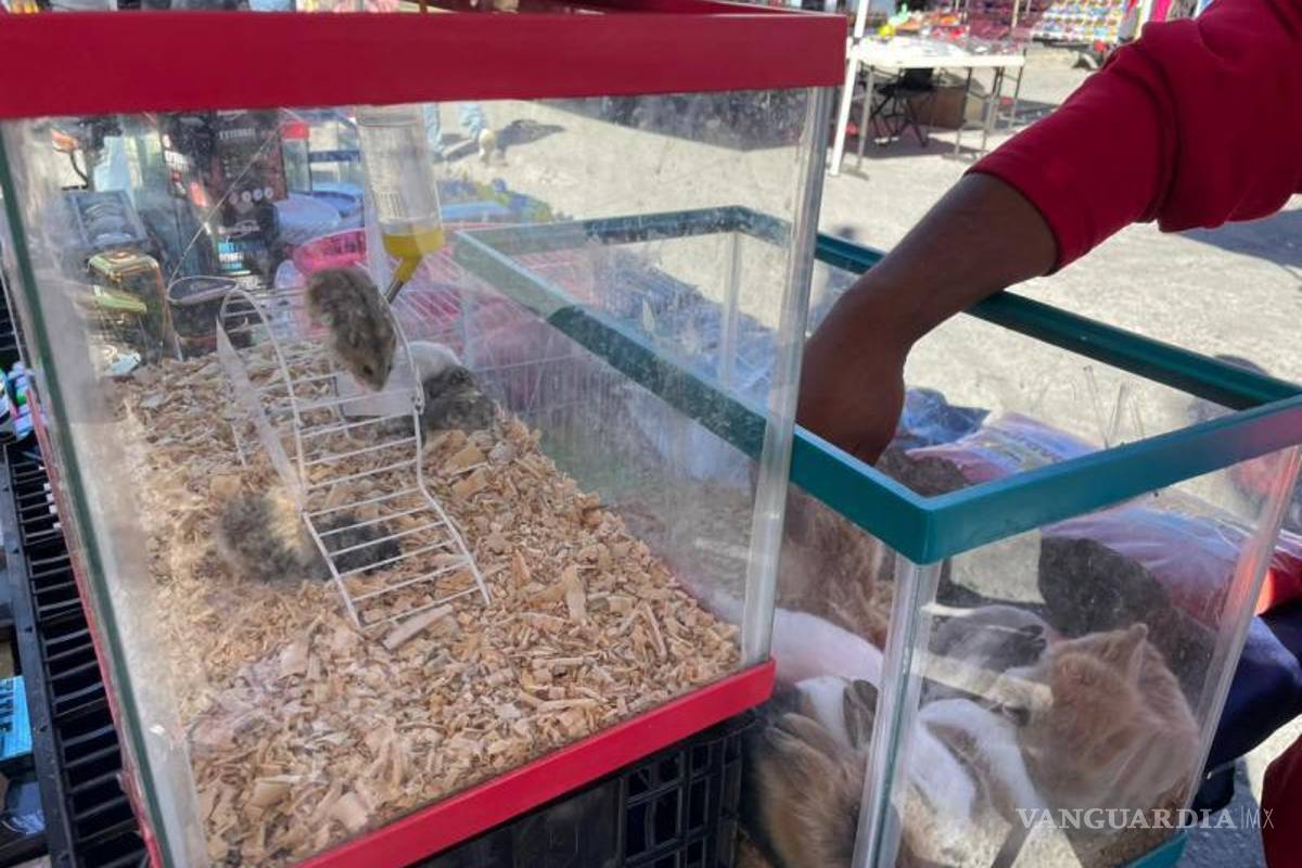 $!Además de cotorros, en los mercados se comercializan ninfas, canarios y otras especies, junto con conejos, hámsters y peces.