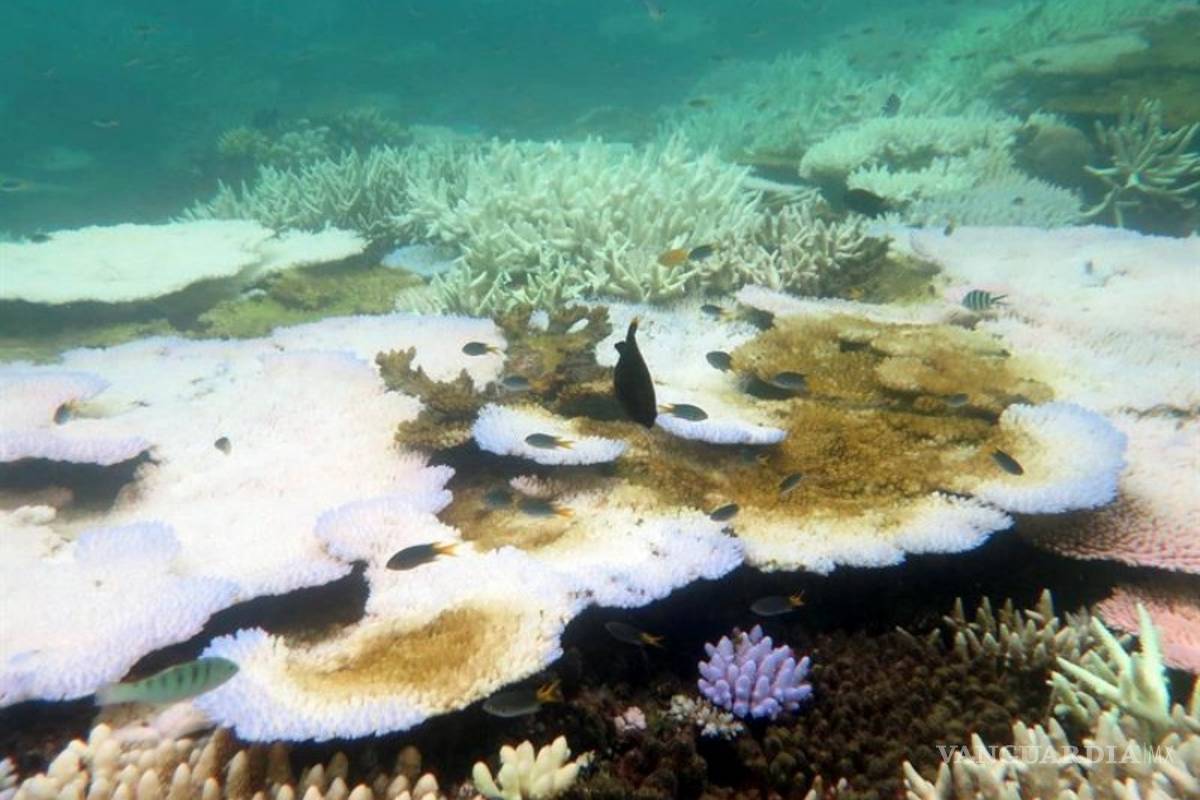 Pérdidas millonarias en Australia por daños en la Gran Barrera de Coral