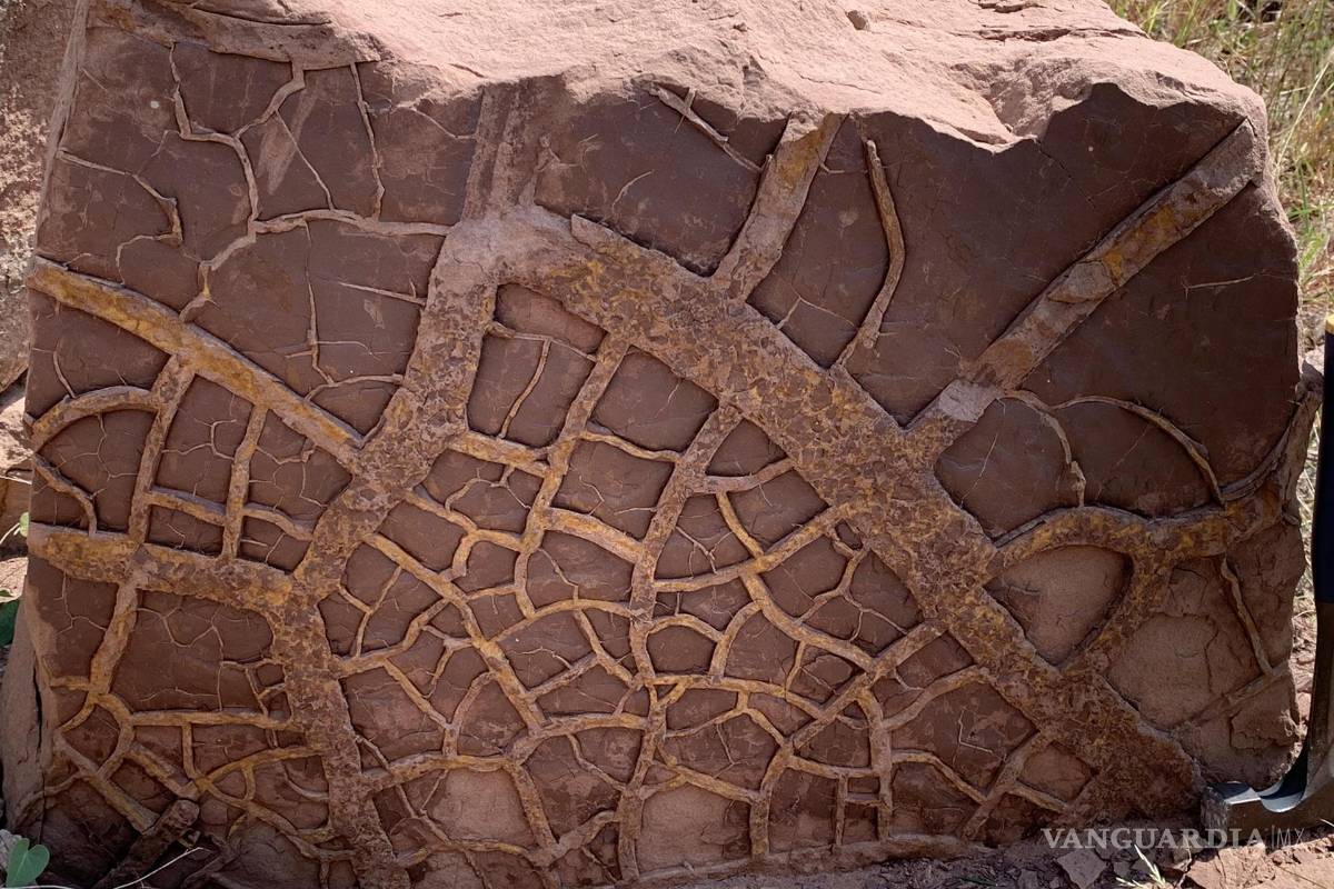 Fenómeno ‘El Niño’ contribuyó a mayor extinción masiva en la Tierra hace 252 millones de años: estudio