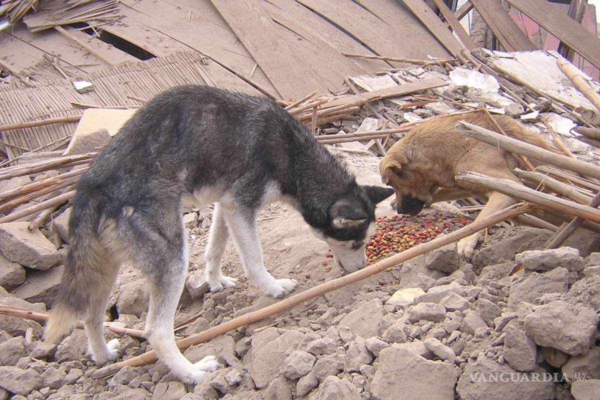 Protege a tu mascota durante un sismo