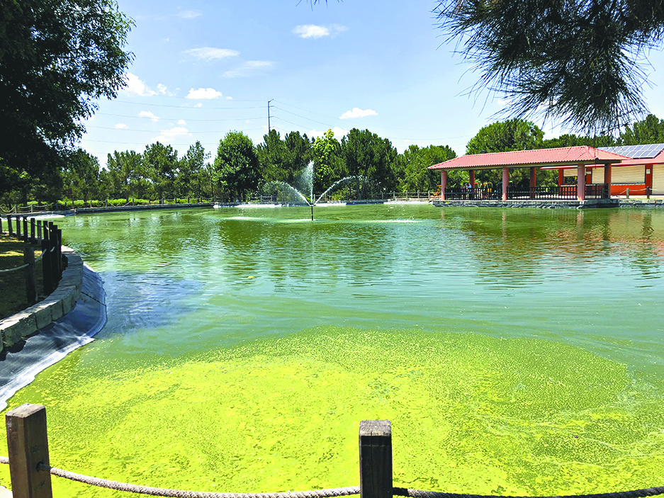 Emanan fétidos olores del lago del Bosque Urbano de Saltillo