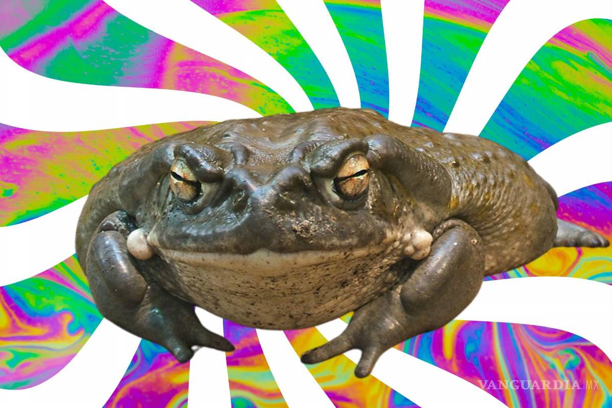 ¿Unas chupadas de sapo? Organizan sesiones de ‘bufo alvarius’ en Saltillo y Arteaga