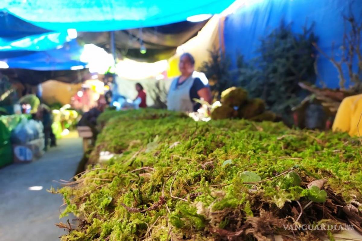 El musgo y heno en los nacimientos... ¡causa daños al medio ambiente!