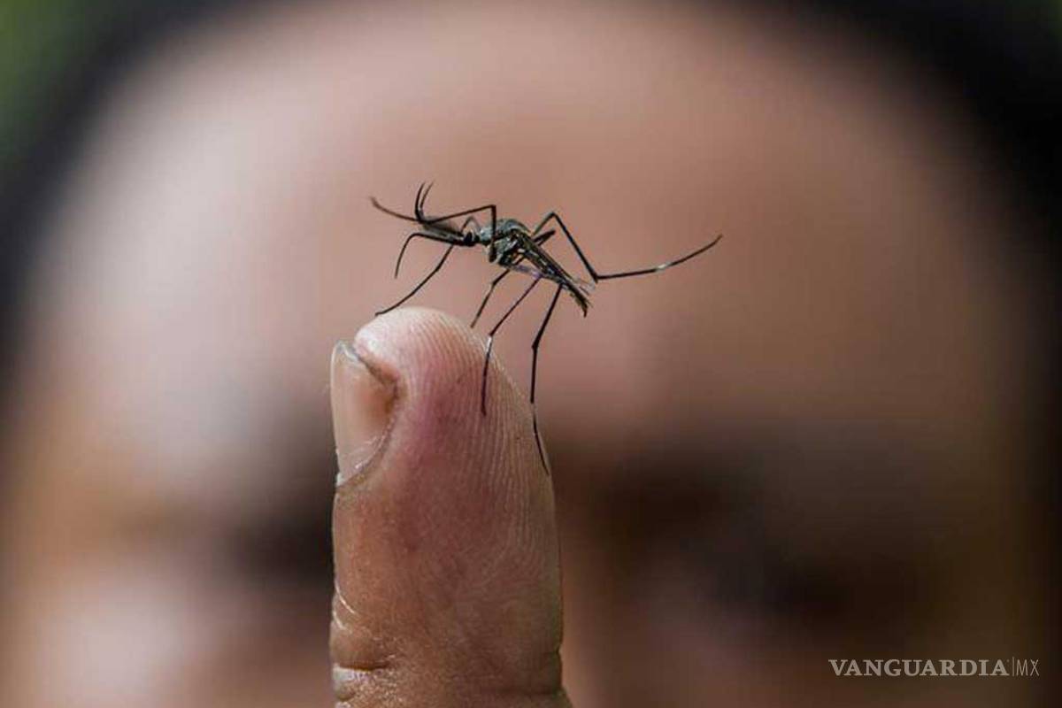 Inicia la jornada contra males de mosquito