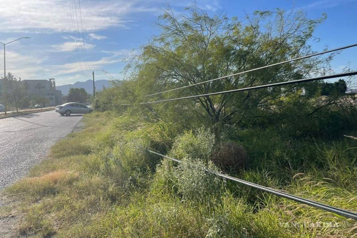 $!La empresa responsable debe intervenir para reubicar los cables que se han dejado caer entre la maleza en la calle Enrique Reyna.