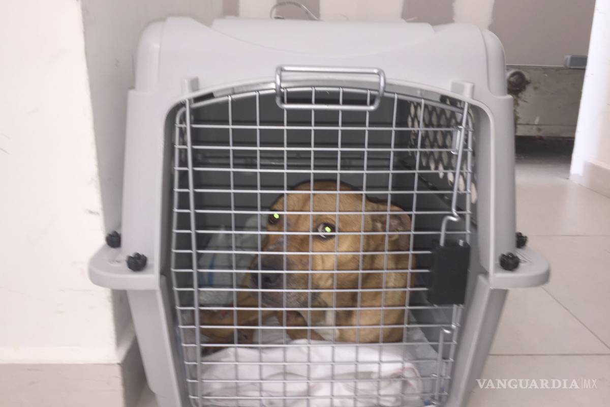 Viaja a Malibú para su rehabilitación, perro que dio muerte a niño saltillense