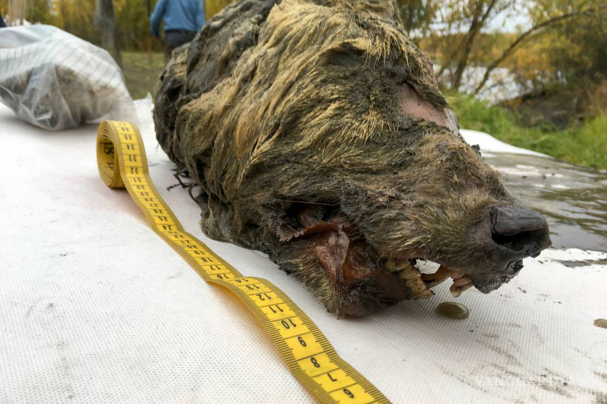 Descubren una cabeza de lobo de la Era del Hielo en Rusia