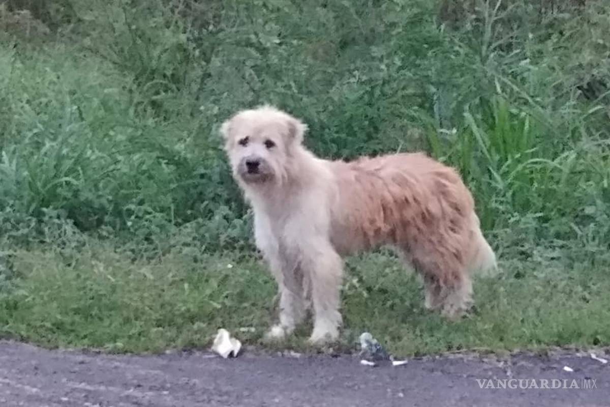 Perro esperó a su dueña por más de cuatro años a lado de una carretera