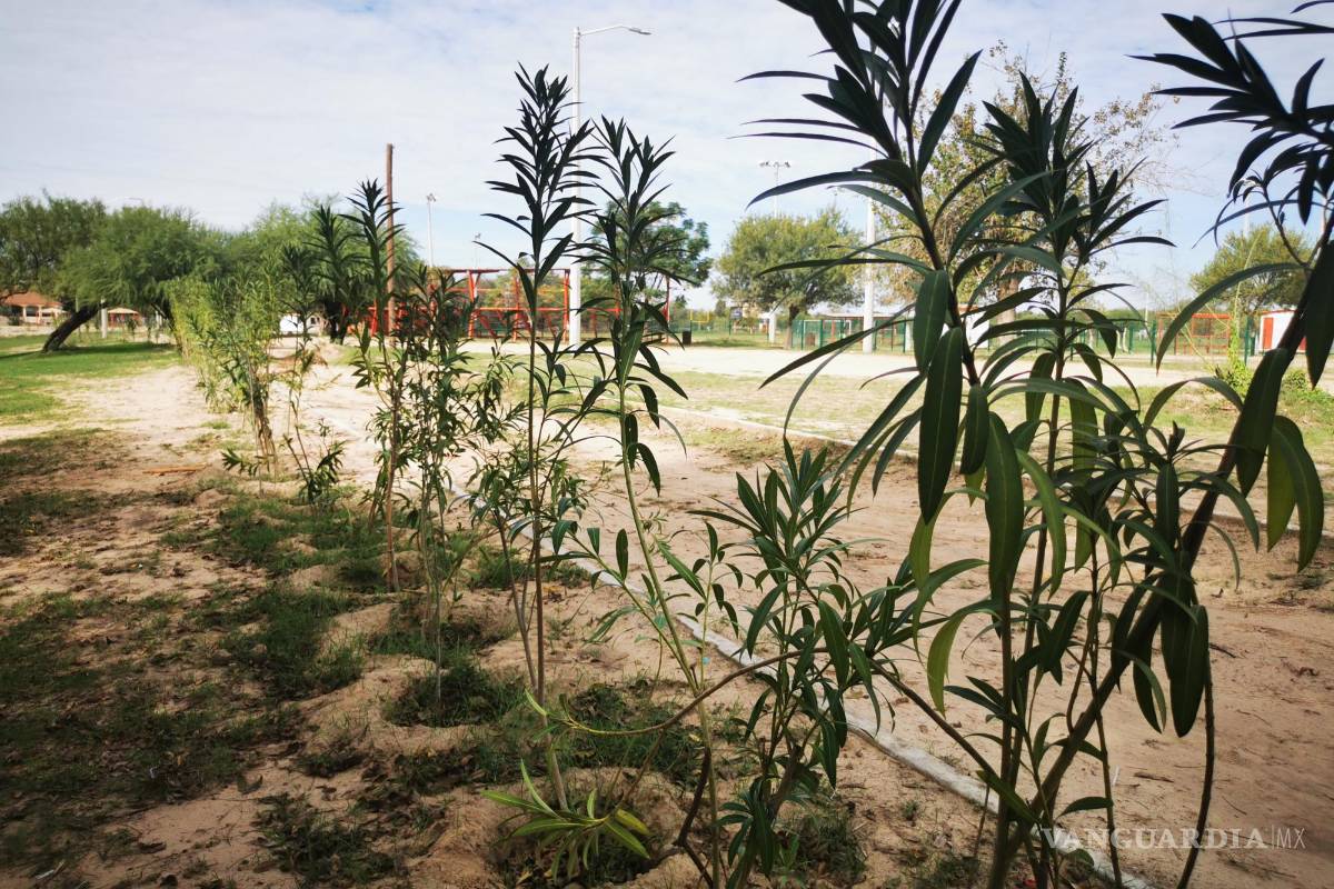 En marcha rehabilitación del parque ecológico Braulio Fernández Aguirre, en Acuña