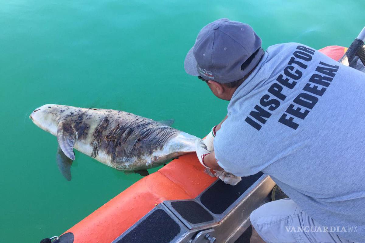 Hallan vaquita marina muerta en Baja California