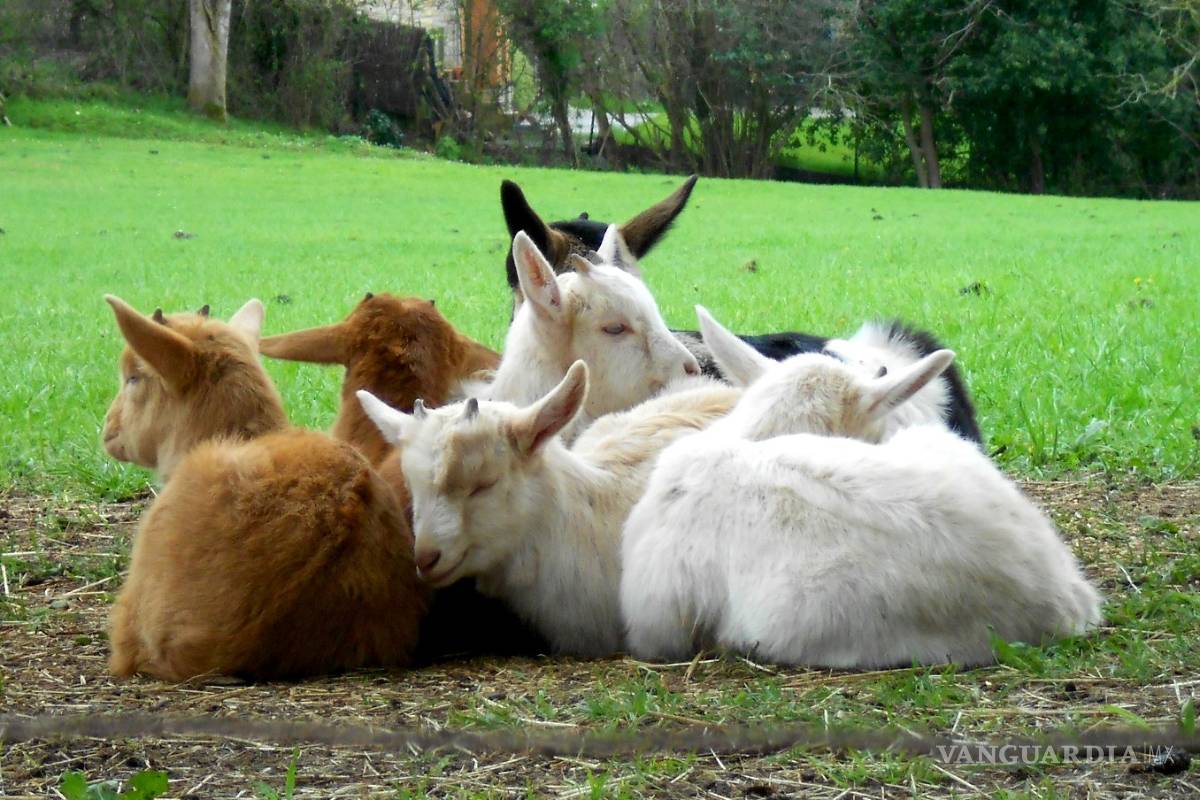 Se caen 30% las ventas de cabritos