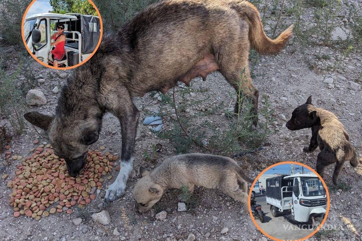 Daniel, el héroe de los perritos en Saltillo, enfrenta su prueba más difícil y necesita de tu ayuda