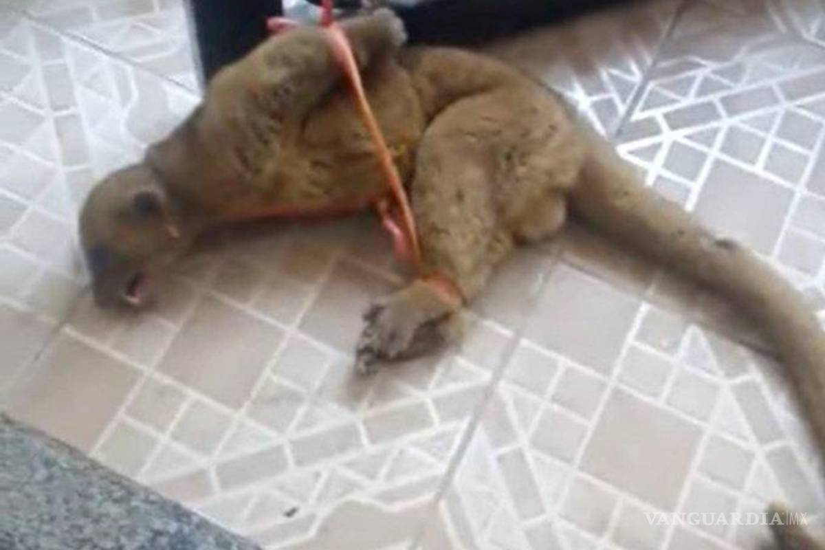 $!Maltratan a pariente de los mapaches, creían que era un nahual