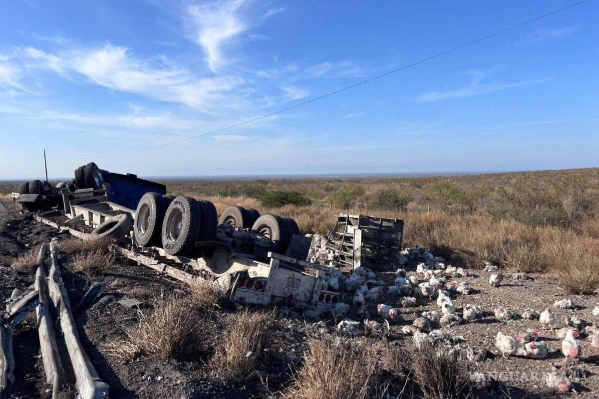 Se sale del camino tráiler cargado con gallinas en la carretera 57; conductor ileso