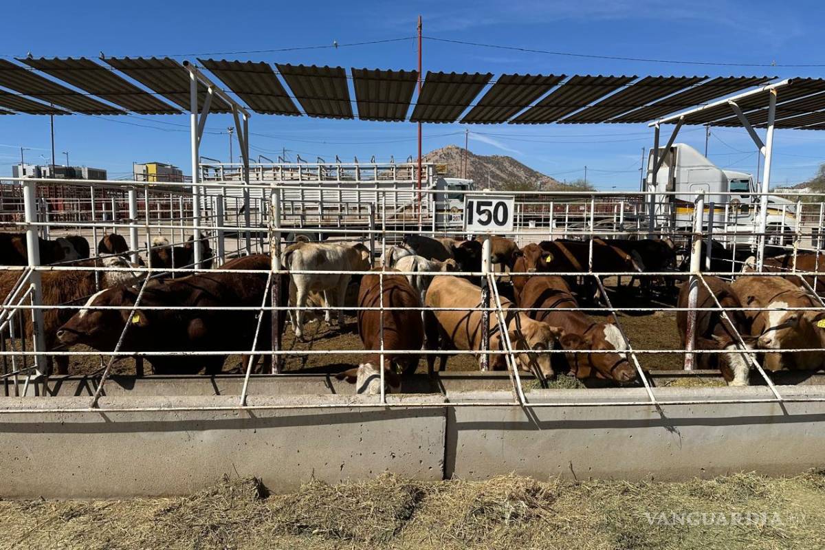 Piedras Negras: Controlan a tiempo caso de gusano barrenador de Nuevo León