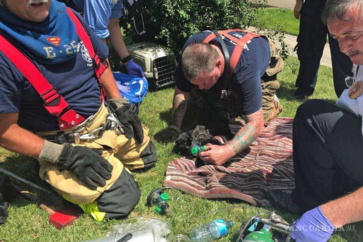 Decenas de gatos mueren por un incendio en Connecticut