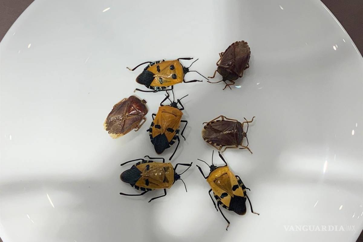 Disgusting Food Musem (DFM) te invita a degustar Ojos de oveja o vino de serpiente