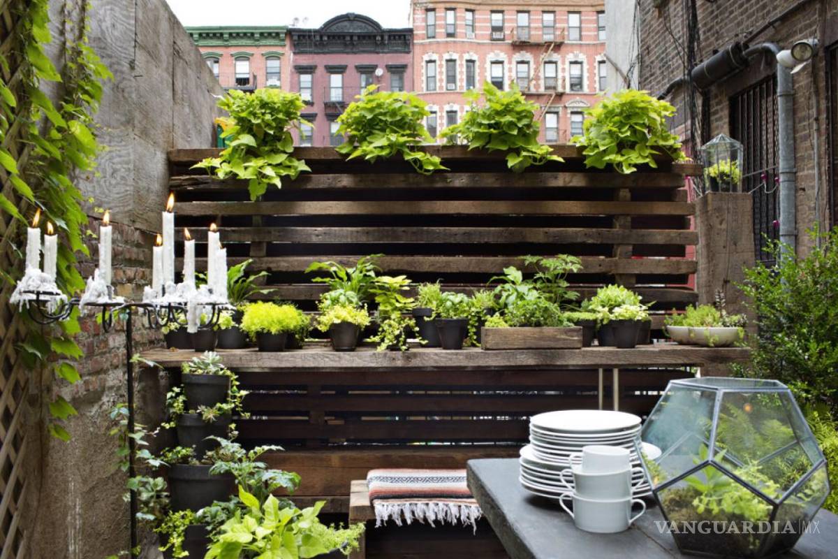 $!¿Te gustaría consumir productos naturales y cuidar el medio ambiente? ¡Haz tu propio huerto en casa!