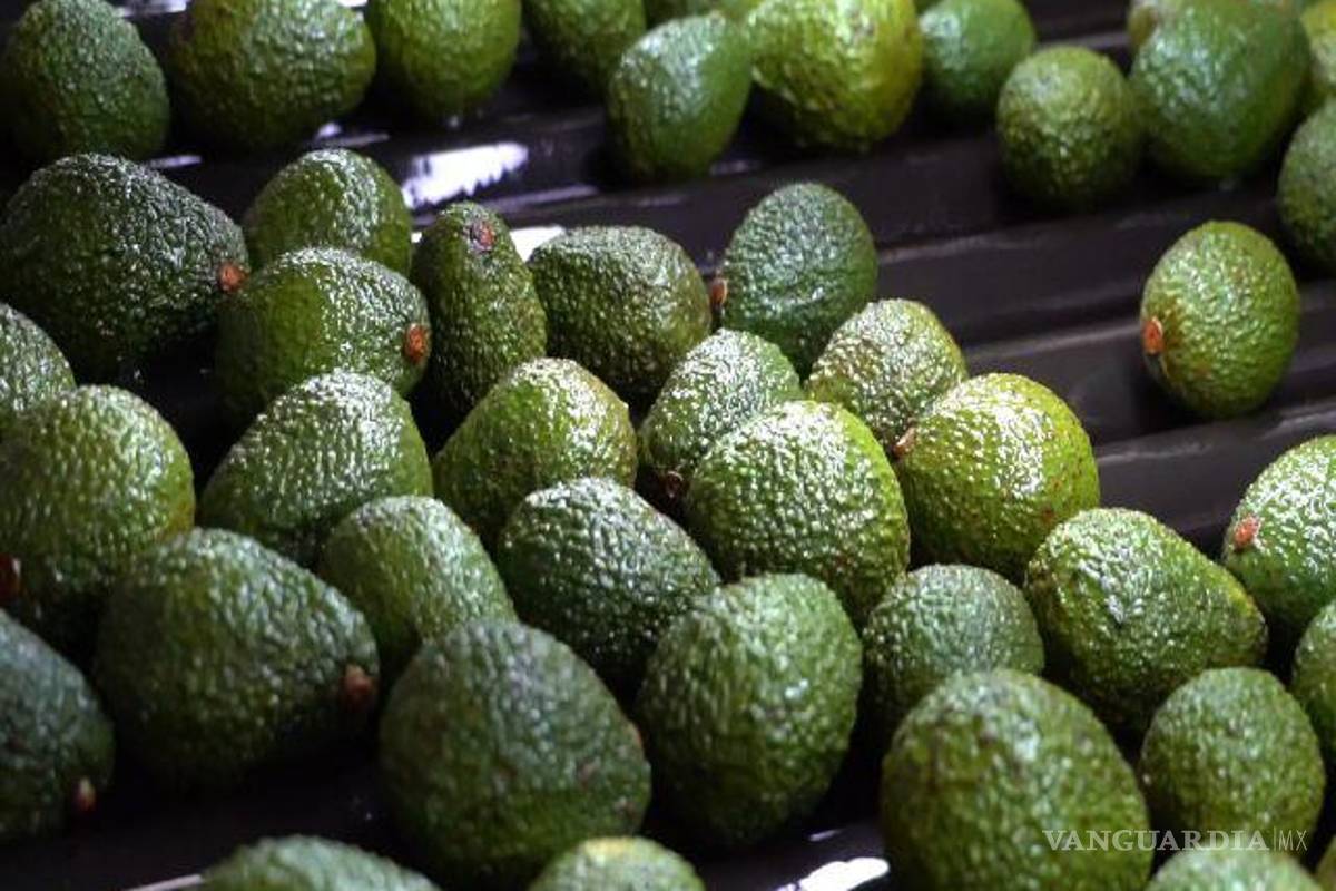 Aguacate de Jalisco podrá entrar a los EU, junto al de Michoacán