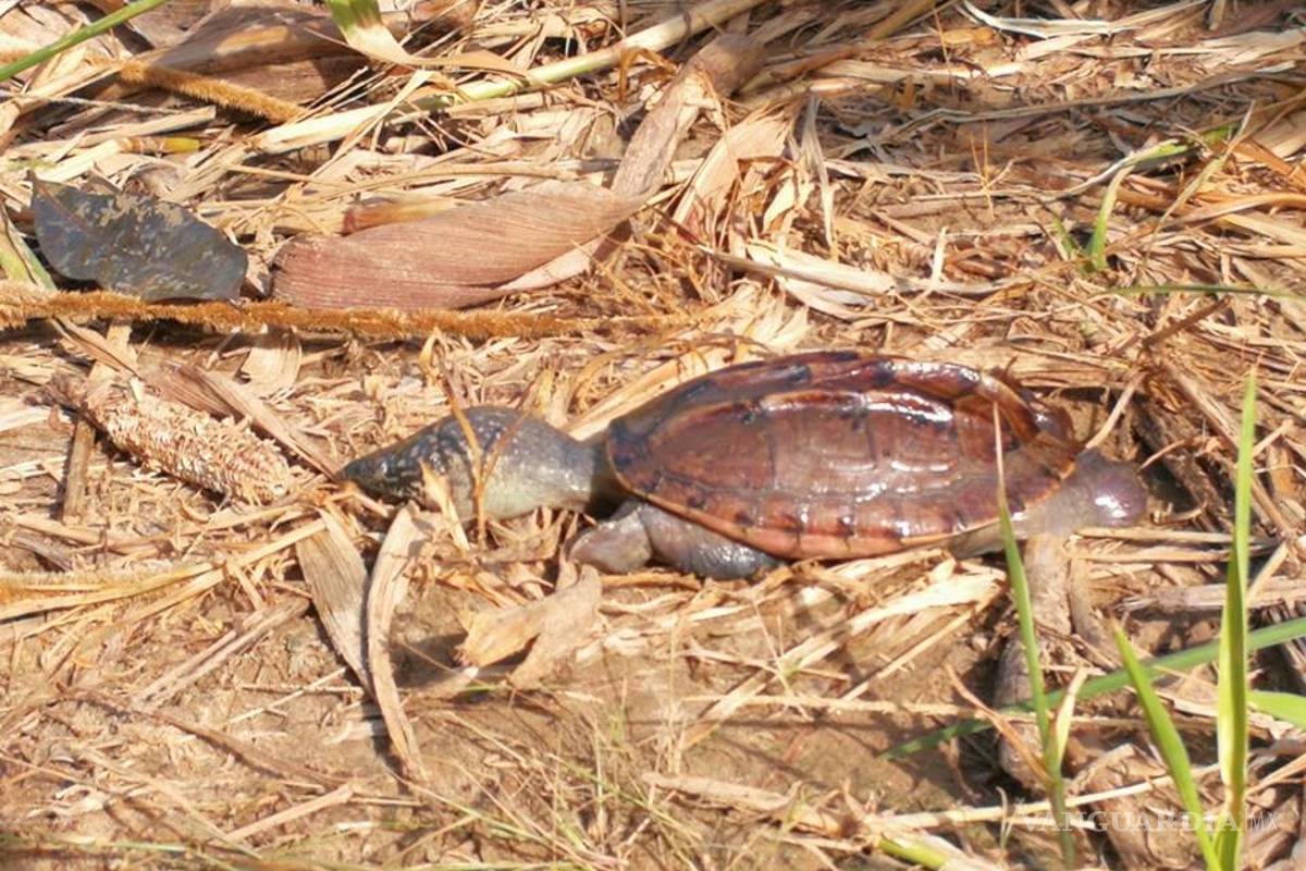 Derrame de ducto de Pemex en Veracruz provoca muerte de animales