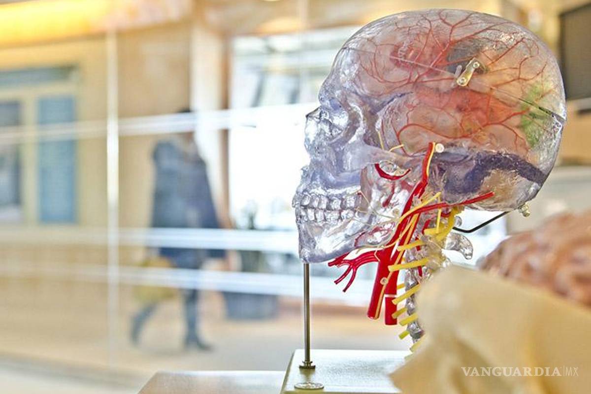 Científicos logran conectar un cerebro humano a Internet