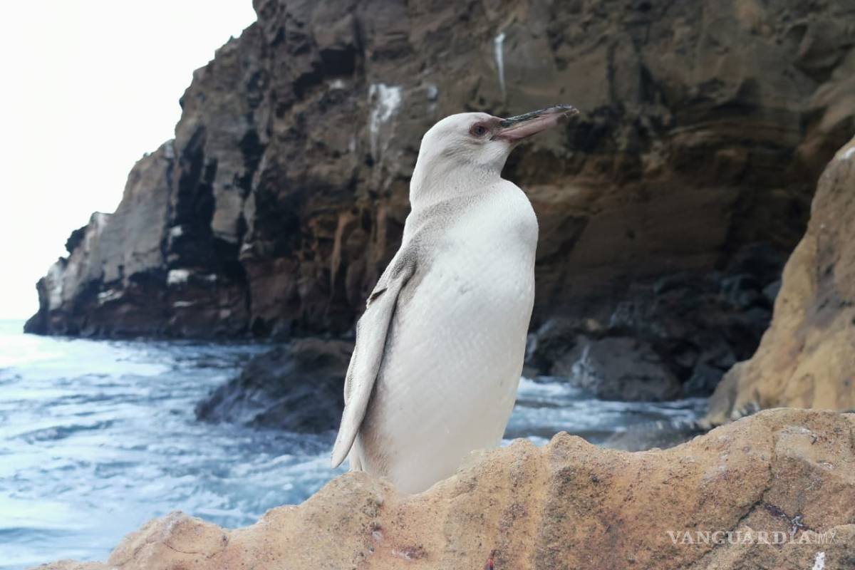 Captan a pingüino blanco en Galápagos, padece leucismo