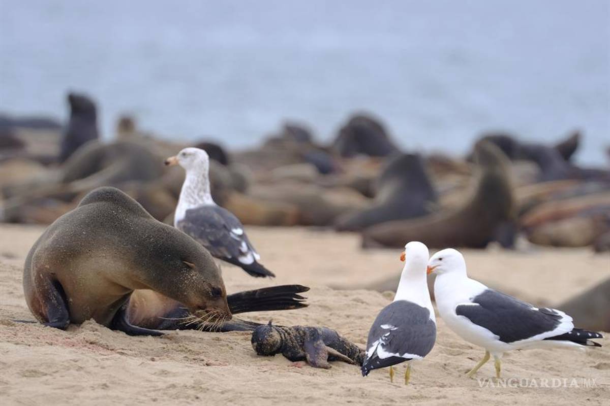 Misteriosa muerte de miles de crías de lobos marinos en el sur de África