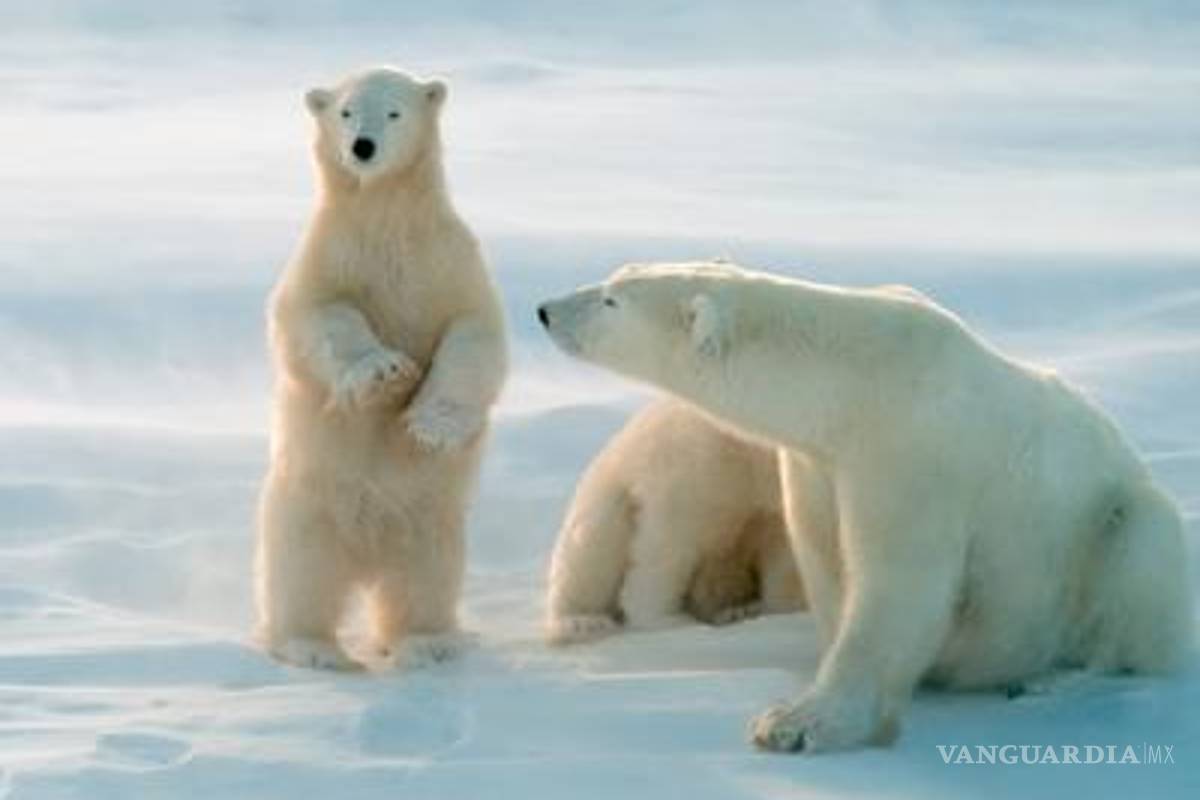 Osos polares asedian a científicos rusos en una isla del Ártico