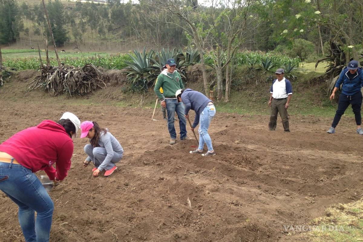 Acusan deforestación por ‘Sembrando Vida’
