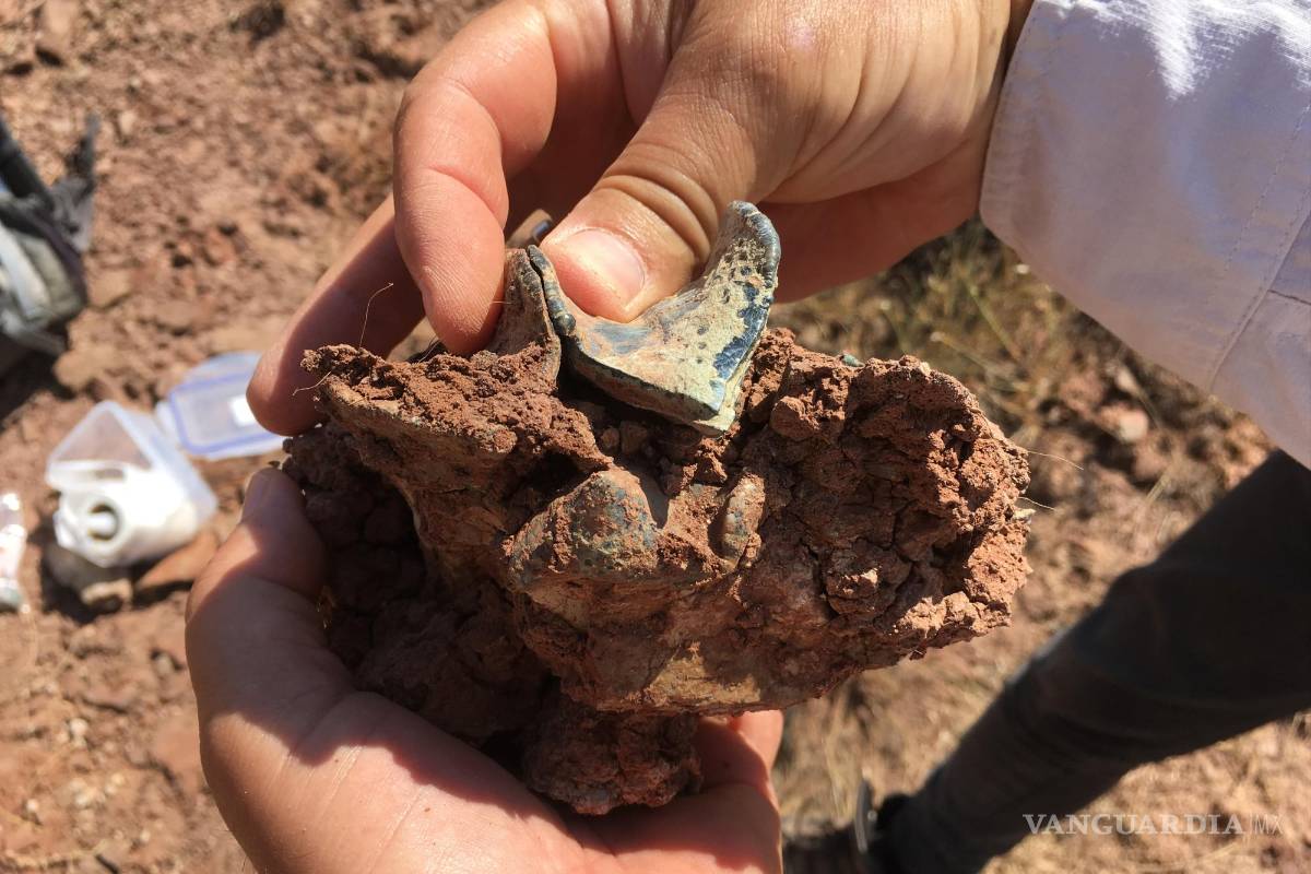 $!Muela superior de un mamífero Brontothere de origen asiático.