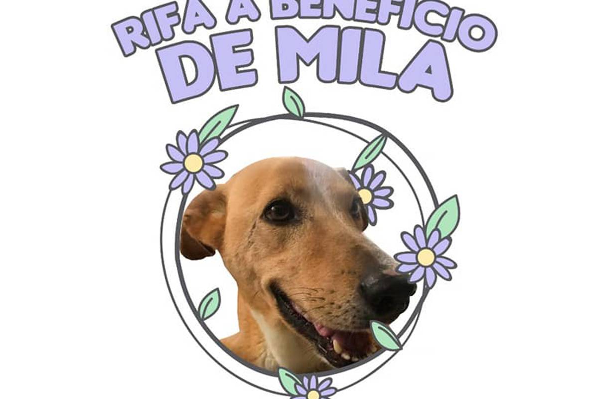 ¡Adopta a un perrito con discapacidad!