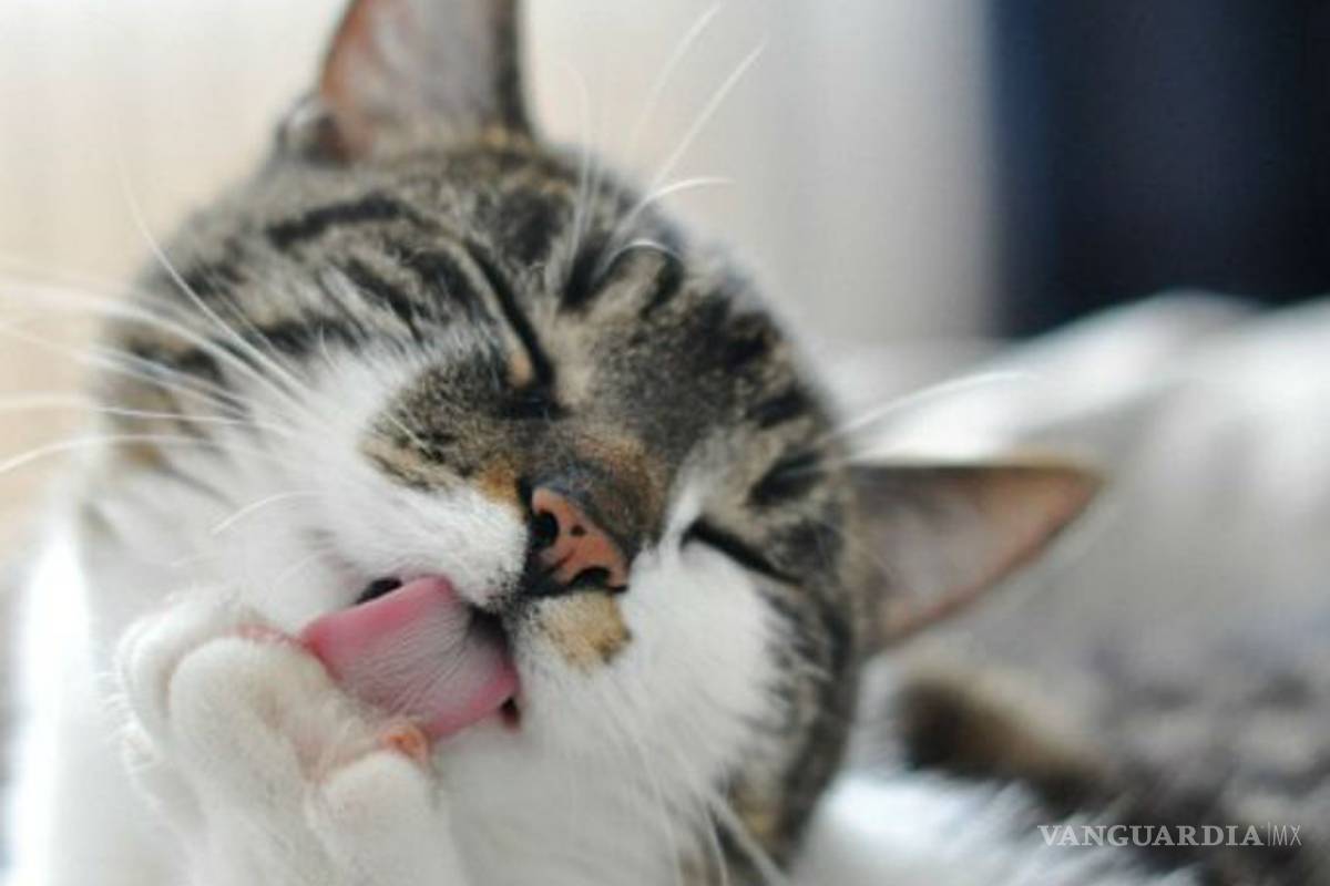 $!Lo que te cuesta mantener más: ¿perro o gato?