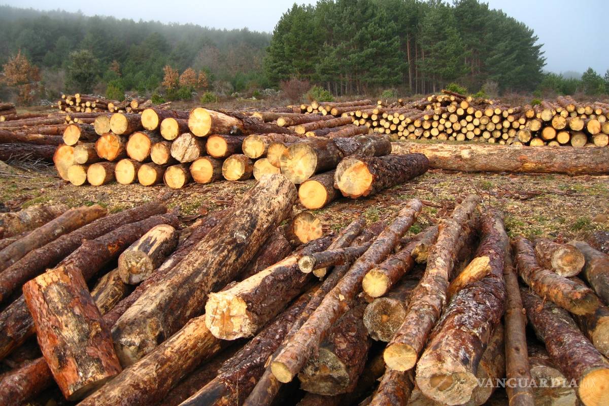 Deficiencias de la Semarnat han elevado pérdidas forestales: ASF