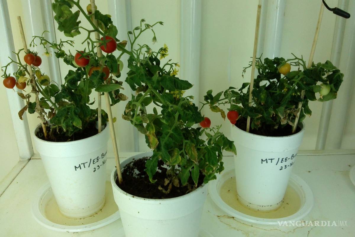 Científicos de Sinaloa desarrollan un tomate que disminuye la hipertensión